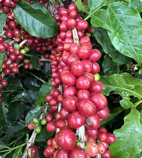 Curso Adubação para Altas Produtividades: Café bom e vale a pena