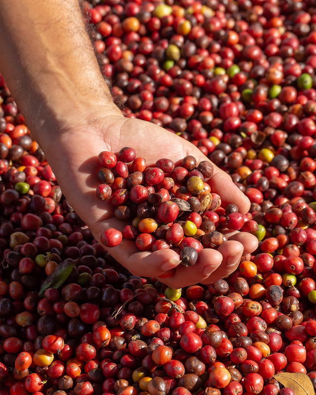Curso Adubação para Altas Produtividades: Café vale a pena comprar?
