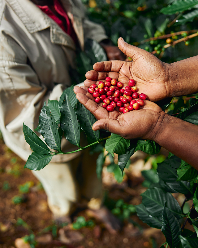 Curso Adubação para Altas Produtividades: Café vale a pena e é melhor o curso de 2025 para iniciantes