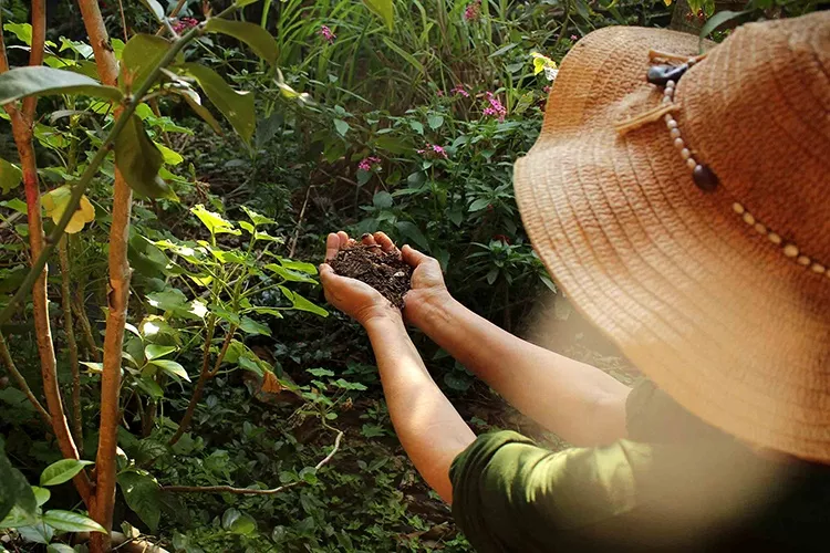 Curso O Maravilhoso Mundo dos Jardins Agroecológicos bom e vale a pena