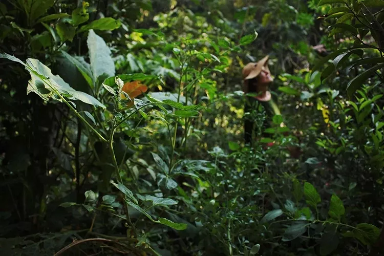 Curso O Maravilhoso Mundo dos Jardins Agroecológicos suporte de duvidas em Jardins Agroecológicos